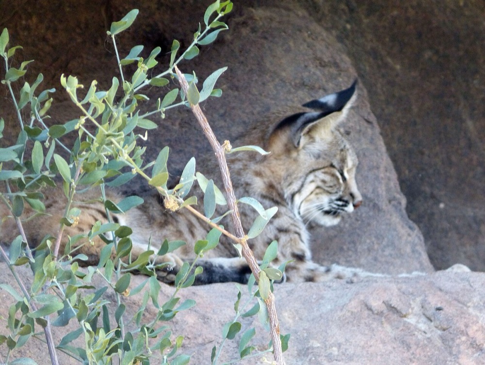 Rotluchs: Kot und Spuren bestimmen (Lynx rufus)