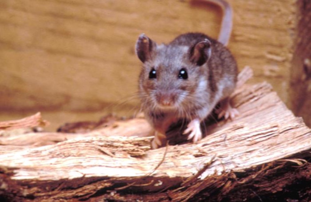 Hirschmaus: Kot und Spuren bestimmen (Peromyscus maniculatus)