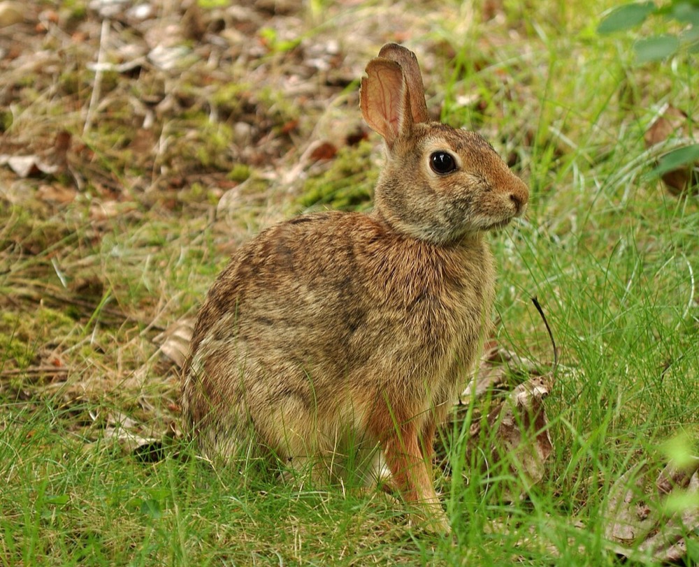 Crottes et empreintes de lapin de Floride : comment les identifier (Sylvilagus floridanus)