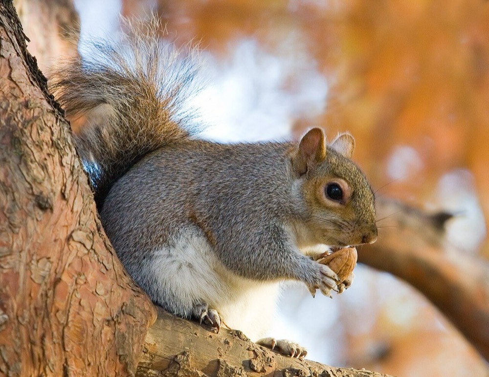 Grauhörnchen: Kot und Spuren bestimmen (Sciurus carolinensis)