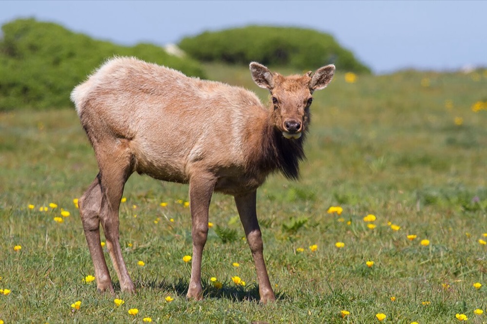 Crottes et empreintes de wapiti : comment les identifier (Cervus canadensis)