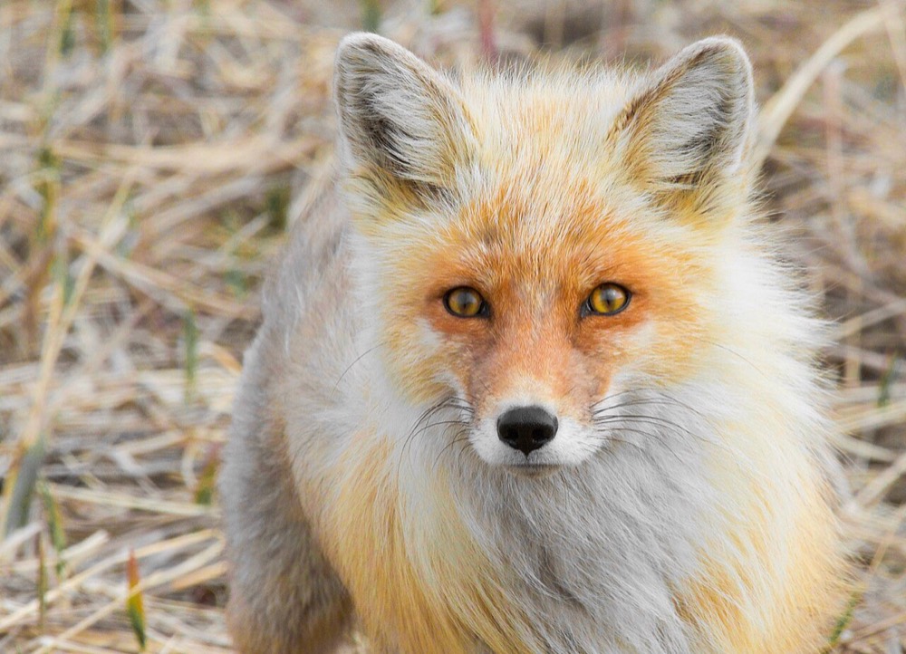 Crottes et empreintes de renard roux : comment les identifier (Vulpes vulpes)