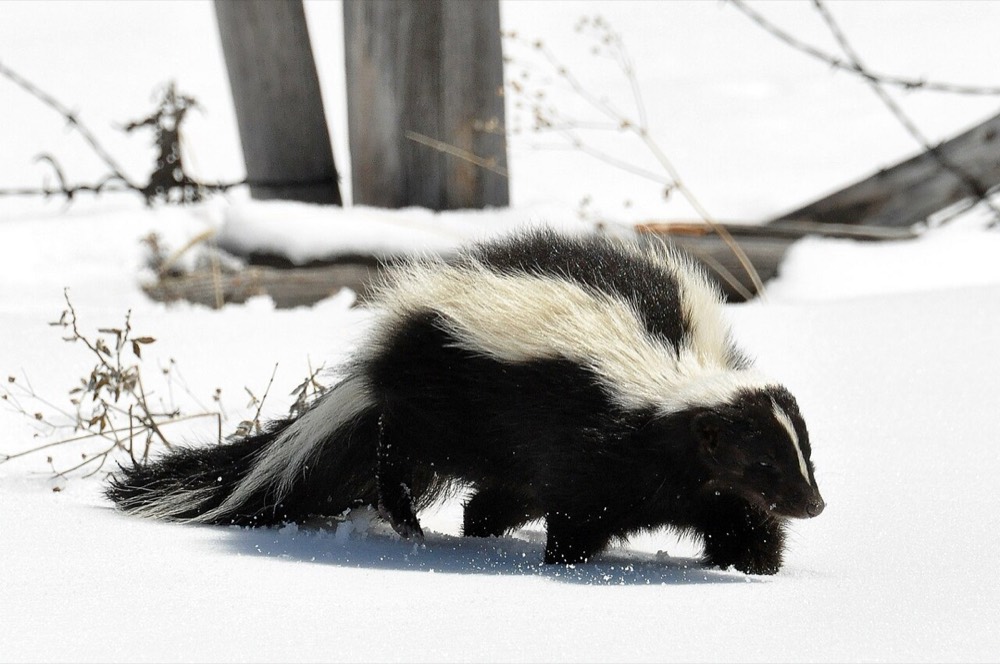 Streifenskunk: Kot und Spuren bestimmen (Mephitis mephitis)